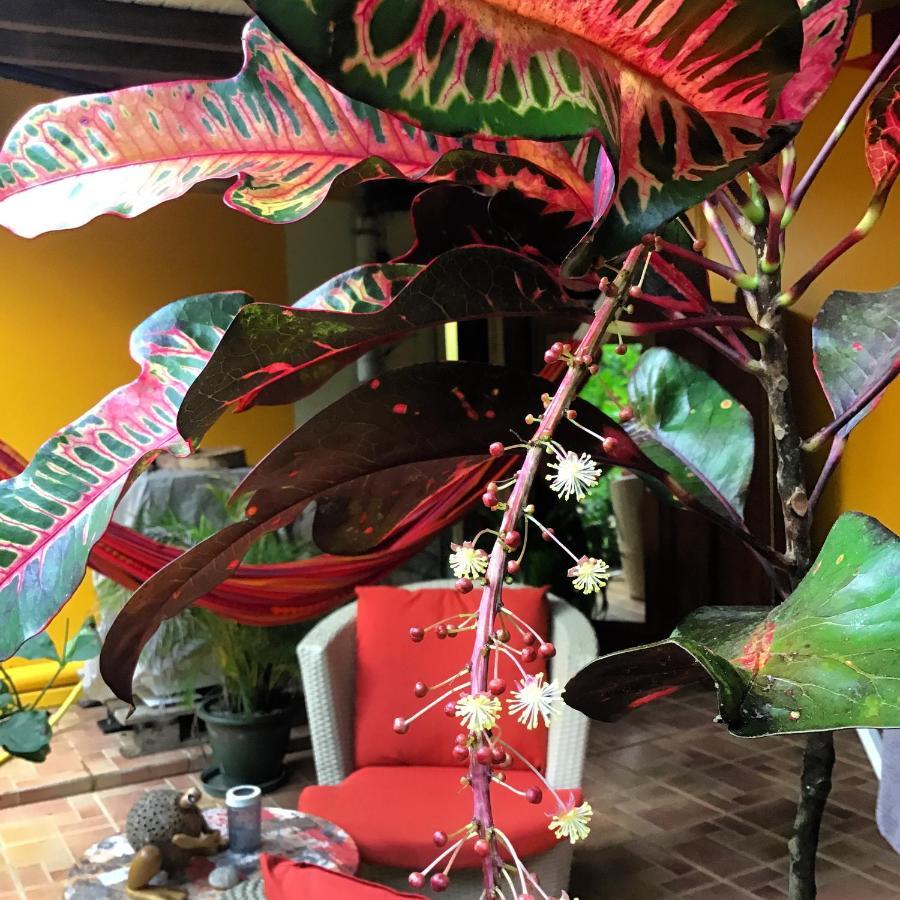 L'Ecomusee Creole De La Guadeloupe サント・ローズ エクステリア 写真