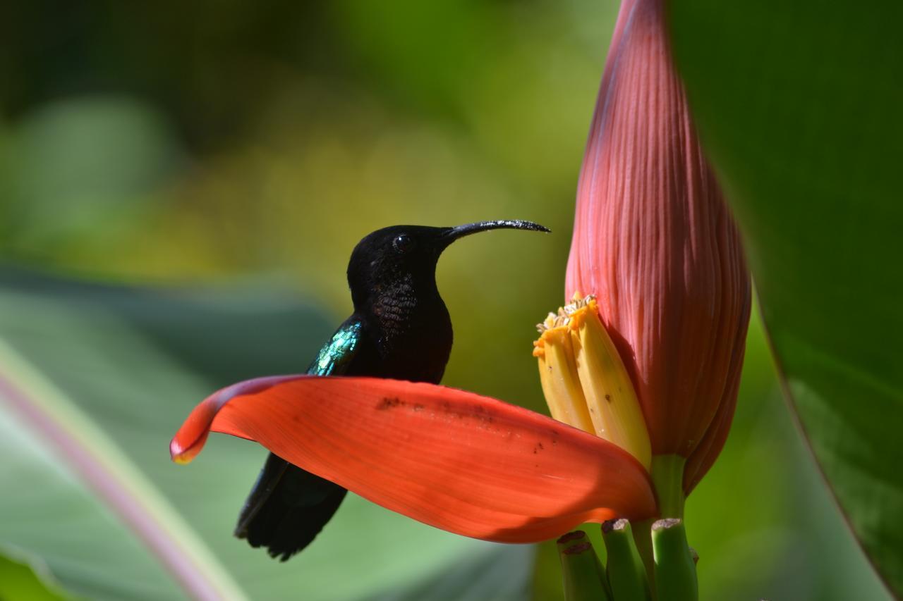 L'Ecomusee Creole De La Guadeloupe サント・ローズ エクステリア 写真