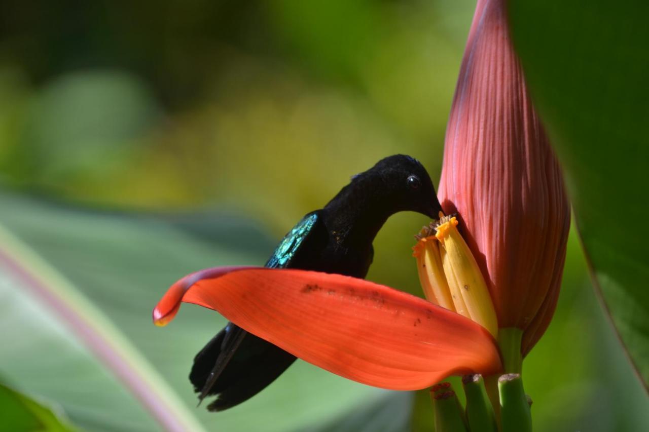 L'Ecomusee Creole De La Guadeloupe サント・ローズ エクステリア 写真